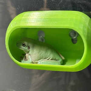 Può includere: Una rana verde chiaro riposa all'interno di un nascondiglio ovale verde brillante stampato in 3D. Il nascondiglio è attaccato a una superficie di vetro con ventose. La rana è di colore verde chiaro.