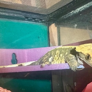 GECKO / GRODA hörnhylla, plattform. Pilgroda, trädgroda, mjölkgroda, knölgroda, tofsgeckohylla, gömma, finns i många färger!