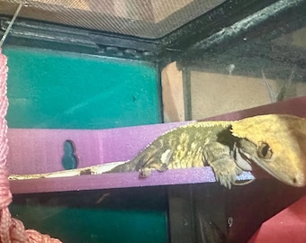 GECKO / FROG corner ledge, platform. Dart frog, tree frog, milk frog, dumpy frog, crested gecko ledge, hide, available in lots of colours!