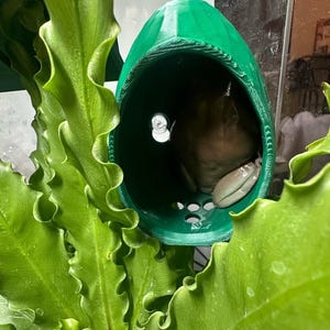 May include: A green, 3D-printed frog hideaway with a frog inside, set amongst vibrant green, leafy plants. The hideaway has a rounded shape with a few small holes. The frog is light brown and green.