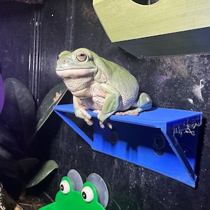 以下が含まれることがあります： テラリウム内の小さな明るい青色の棚に止まっている、薄緑色の木のカエル。カエルは大きな目を持ち、肌はざらざらしている。棚の下には、緑色のカエル型の装飾が見える。