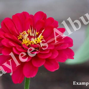 Red/Pink Flower Picture