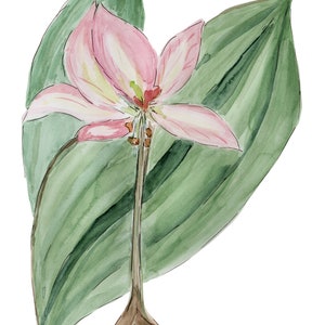 Pink Amaryllis Watercolor Print Painting