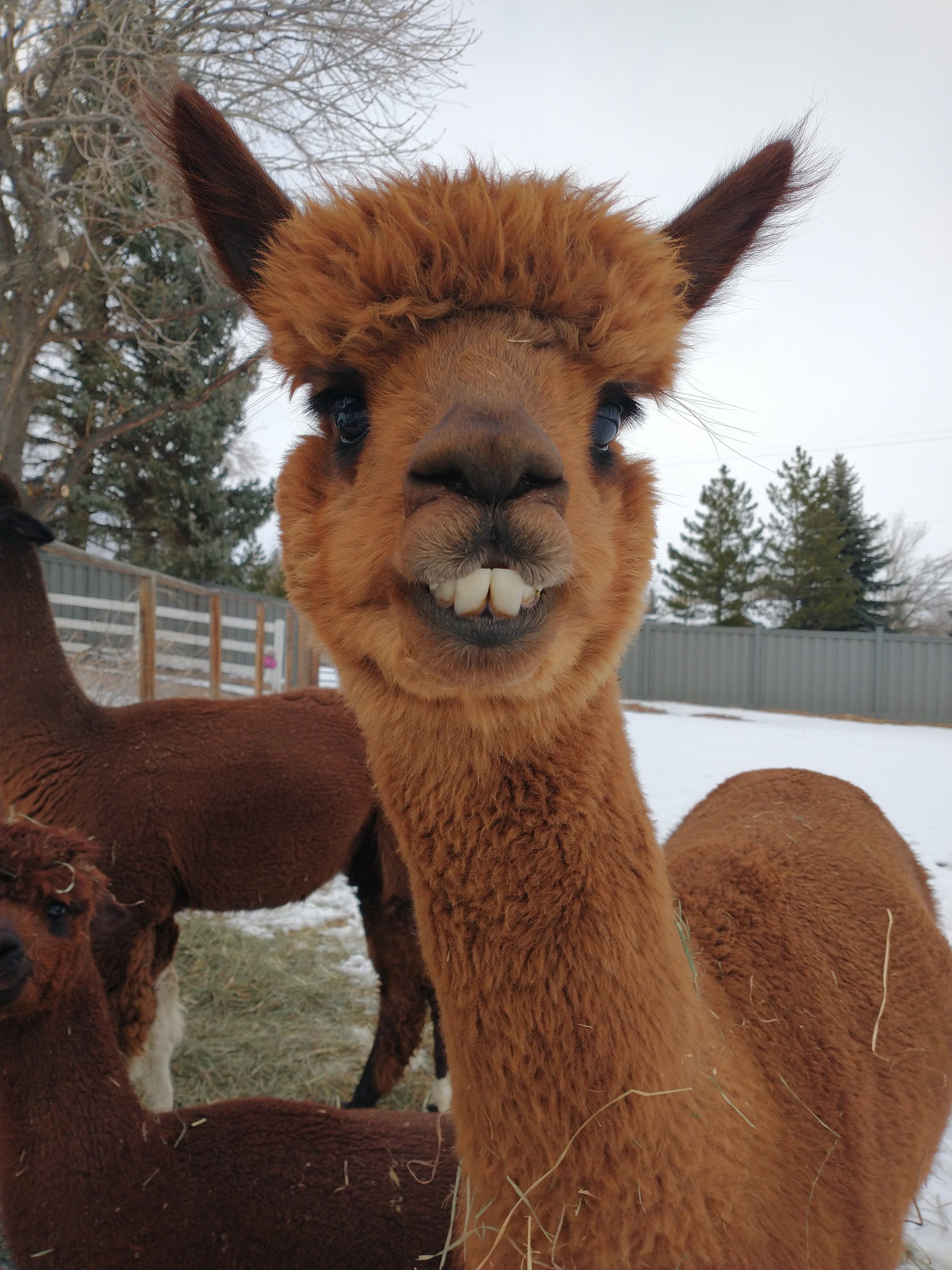 100% Alpaca Yarn From Sol Homestead Alpaca Farm, Brown