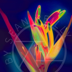 Bird of Paradise Flower Red Digital Download