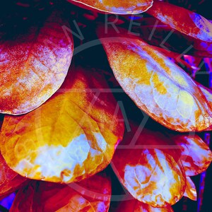 Caribbean Succulent Red Digital Download