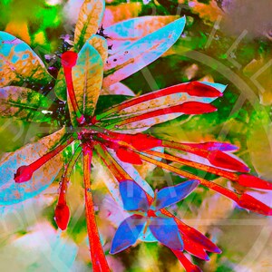 Santan Flower