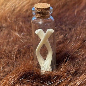 May include: A small, clear glass bottle with a cork stopper. Inside the bottle is a white, bone-like object in an intertwined shape. The bottle is set against a backdrop of brown, textured fur.