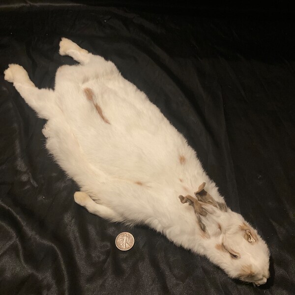 Taxidermy Rabbit - Etsy