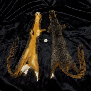 Può includere: Due pelli di scoiattolo tassidermizzate, una con pelliccia arancione e nera, l'altra con pelliccia grigia e marrone, sono esposte su una superficie di velluto nero. Una moneta è posta tra di loro.