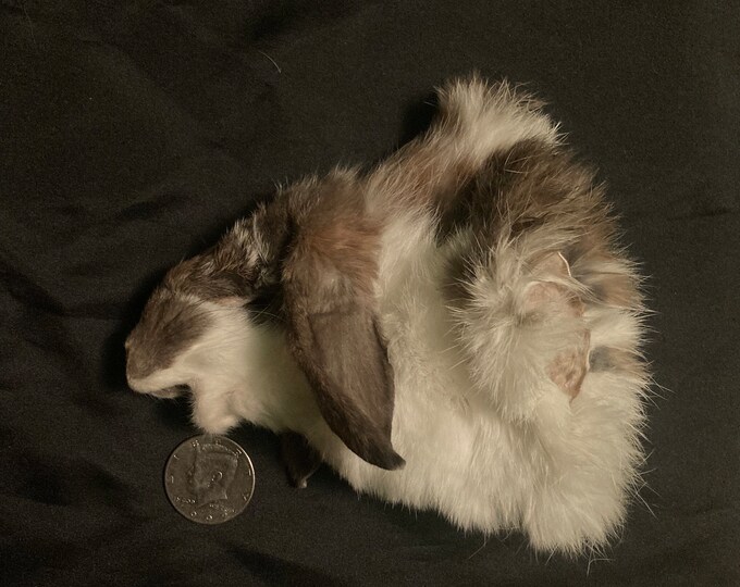 Mountable Rabbit Cape - Etsy