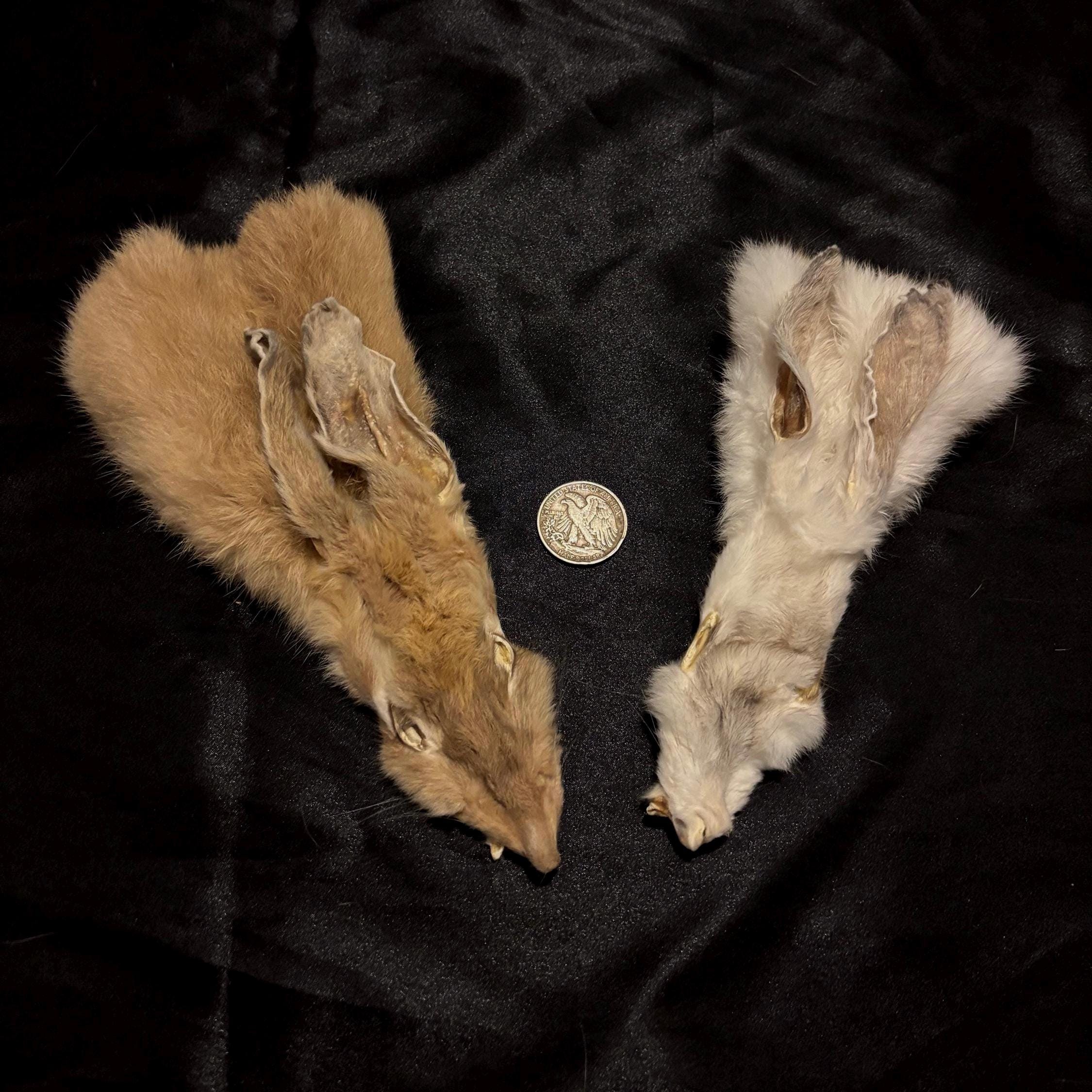 Mountable Rabbit Cape | Damage