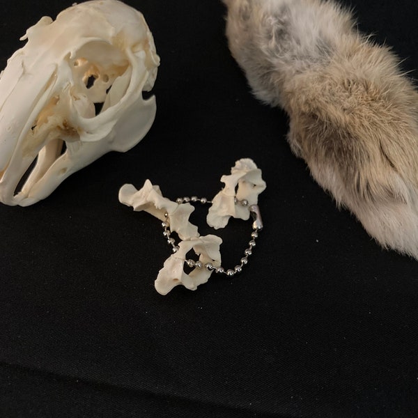 Atlas Bone   3 Rabbit Vertebrae