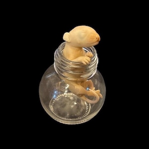North American Opossum Wet Specimen
