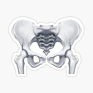 have a hip day! medical illustration anatomy sticker
