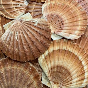 36 Scottish Scallop Shells 10-11cm (Flat)