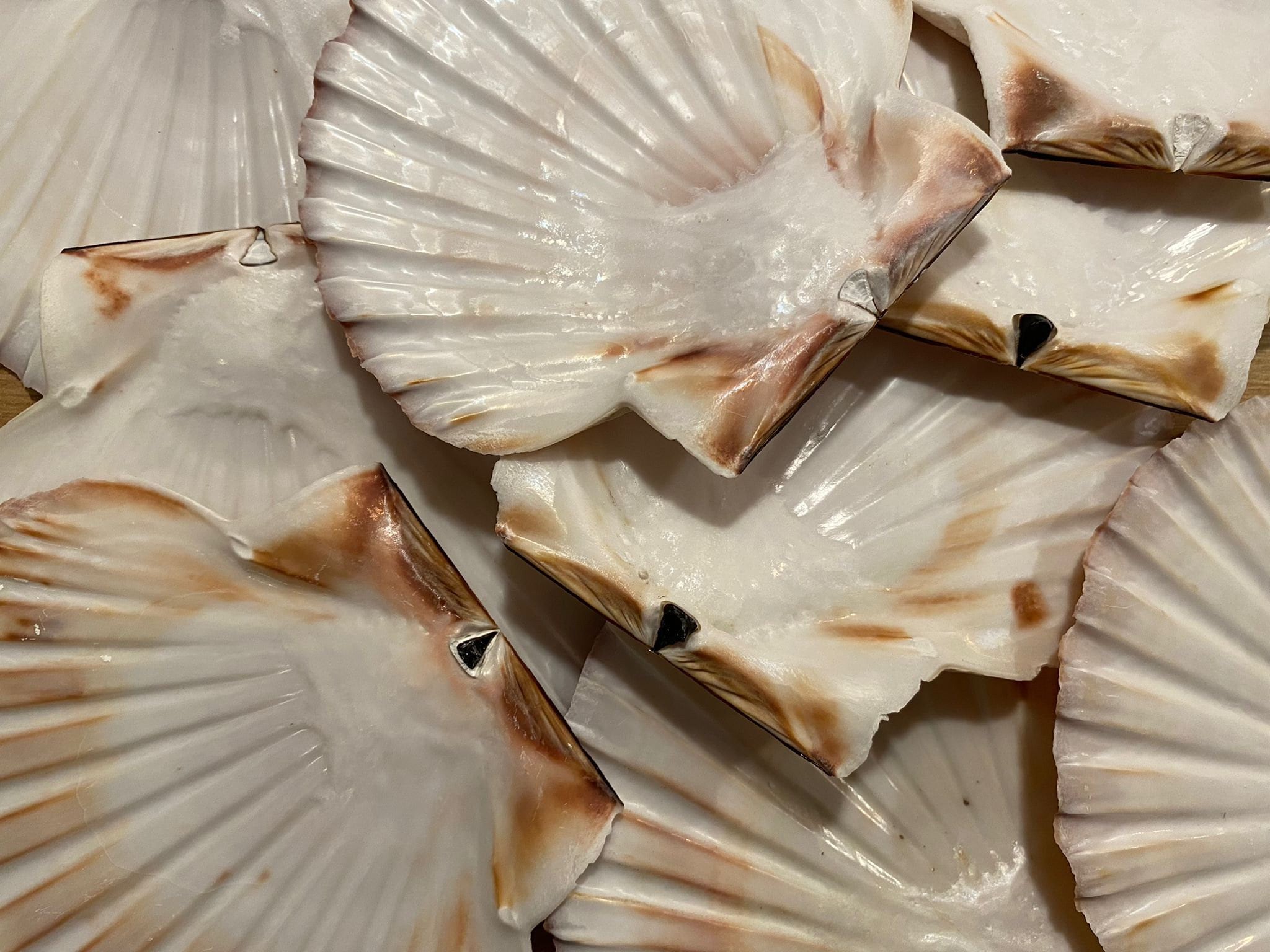 24 Scottish Scallop Shells 11-13cm (flat) - Etsy UK
