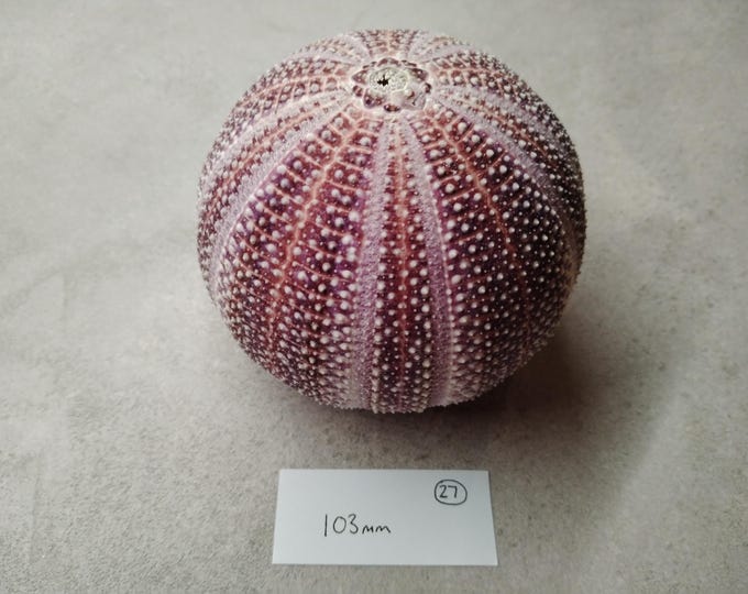 Large Shell Scotland 1 Extra Large Scottish Sea Urchin Shell - Etsy
