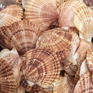 May include: A collection of numerous fan-shaped scallop shells featuring a ribbed texture and a natural colour palette of cream, tan, and deep brown. Each shell displays a distinct radial pattern with darker brown markings radiating from the hinge.