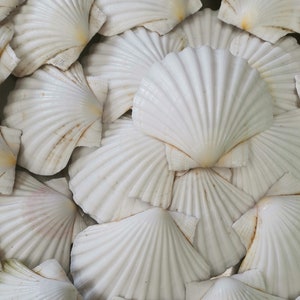 May include: A close-up of a group of white seashells with a ribbed texture. The shells are arranged in a random pattern, creating a natural and organic look.