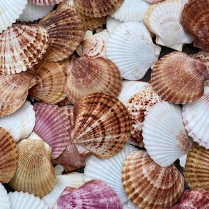 May include: A collection of fan-shaped scallop shells in various colours including white, cream, tan, brown, and shades of purple. The shells feature distinct radial ridges and textured surfaces, overlapping to create a dense, layered pattern.