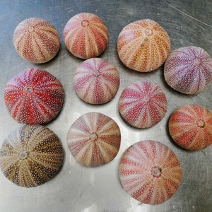 3 Large Sea Urchin Shells From North Scotland - 8-10cm Diameter