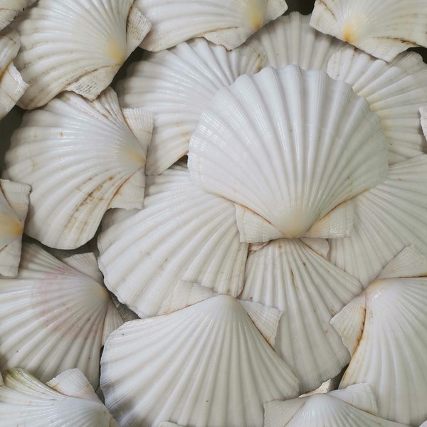 36 Scottish Scallop Shells 10-11cm (Curved)