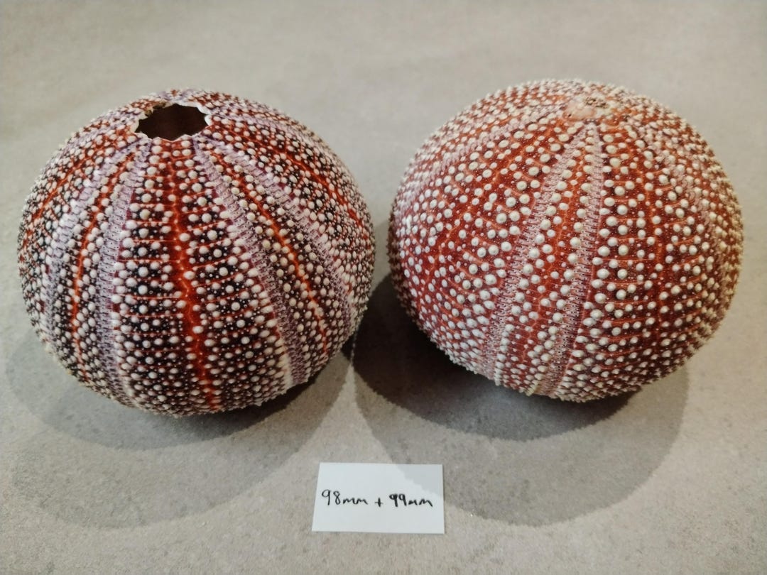 Large Shell Scotland 2 Large Scottish Sea Urchin Shells - Etsy