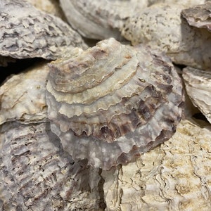 May include: A close-up of a pile of oyster shells. The shells are a light beige colour with brown and purple accents. The shells are arranged in a random pattern.