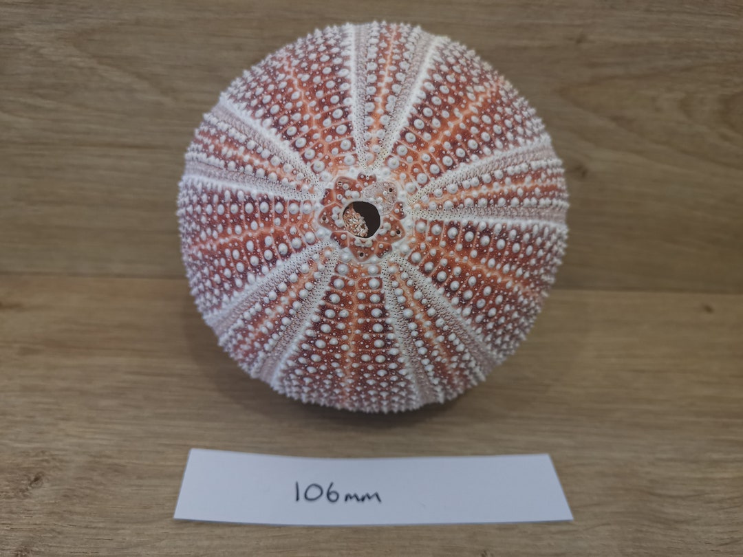 1 Extra Large Sea Urchin Shells From North Scotland 10cm - Etsy UK