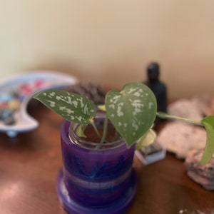 May include: A small green plant with white variegation is potted in a clear glass jar with a purple and blue painted outer layer. The jar is sitting on a wooden surface.