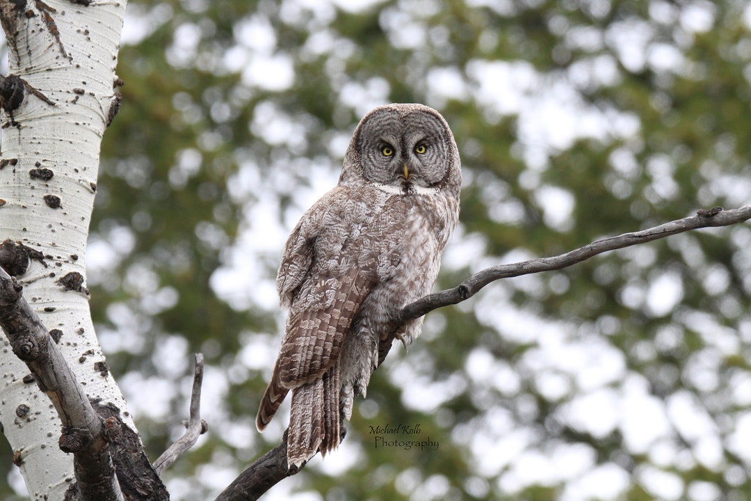 Gray Sheep グレシプ Great Busters ver. OWL heres-a-great-gray-owl-close-