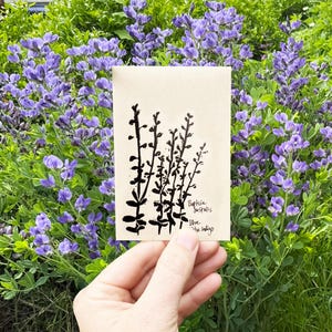 Blue Wild Indigo/ Baptisia australis -- 50 seeds, US Native Plant