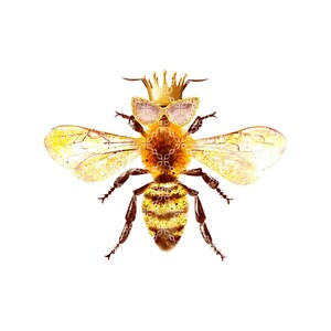 May include: A golden bee with a crown and sunglasses. The bee has a yellow and brown striped body and translucent wings.