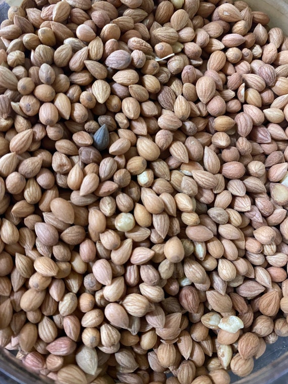 El Mahlab 100g Mehleb محلب - Etsy