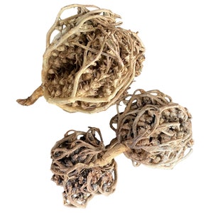 Chajarat Mariam - Rose of Jericho - x3 - hierochuntica -, شجرة كف مريم