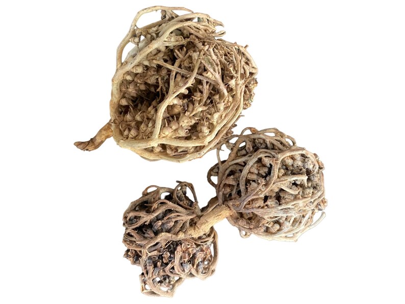 Chajarat Mariam Rose de Jericho x3 hierochuntica , شجرة كف مريم image 1