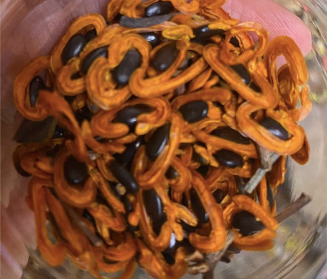 Encens Zaghbat Alou - Marwi Kssatou 20G