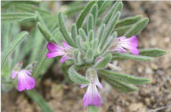 Chandgoura Séchée - Ivette Musquée, Bugle, Ajuja Iva 50G -