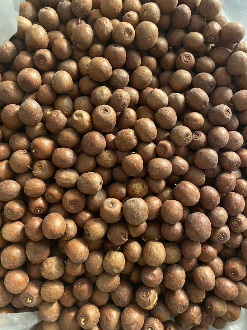 Nbeg Jujube, jujubier, sedra 100g Sidr, zizyphus lotus, nbegue Maghreb fruit نبق image 1