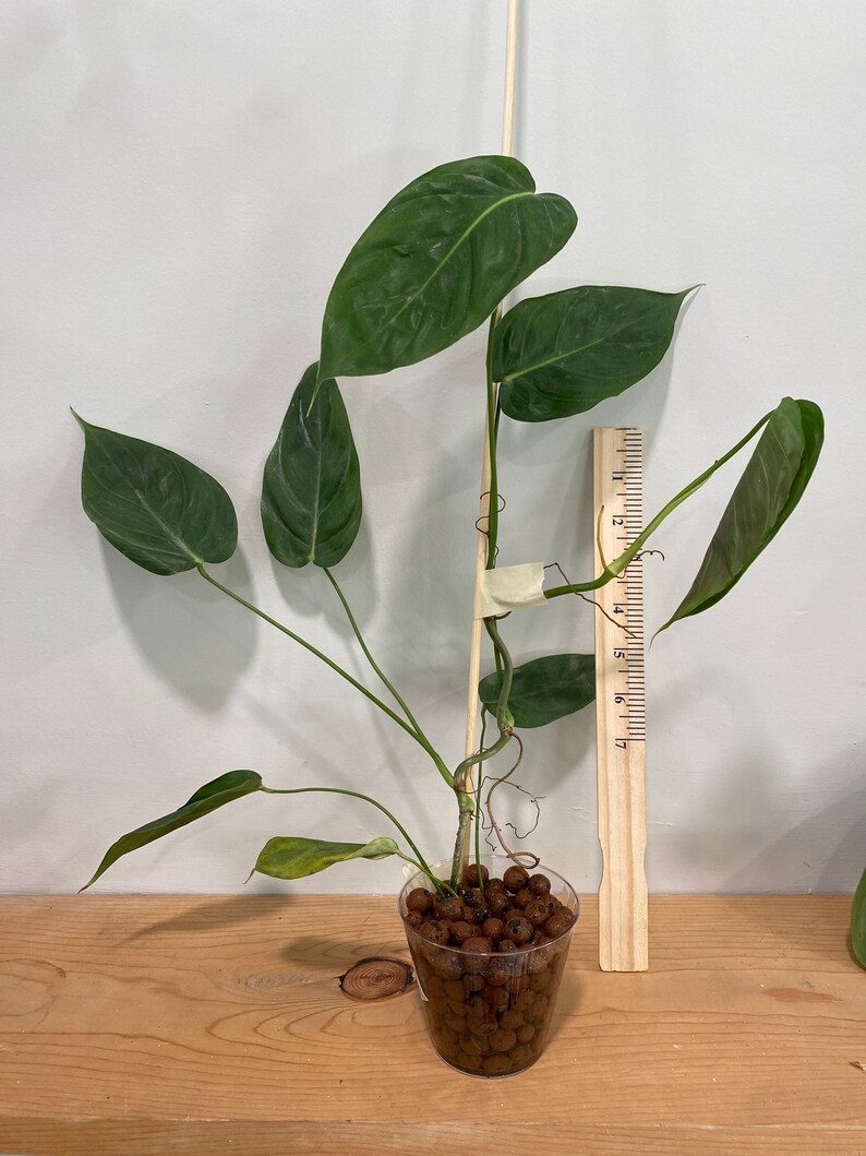 Philodendron Esmeraldense Narrow