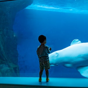 Beluga Whale, Shedd Aquarium Little Boy, Chicago