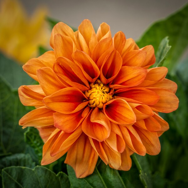 Orange Dahlias Flower Bloom