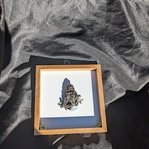 Mummified Toad Display B