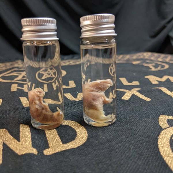 2 Damaged Pinky Mice Wet Specimen