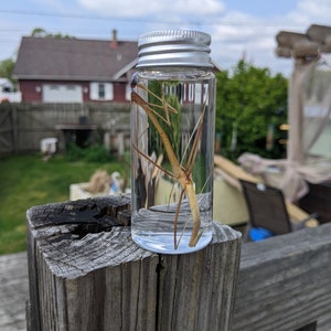 Stick Bug Wet Specimen