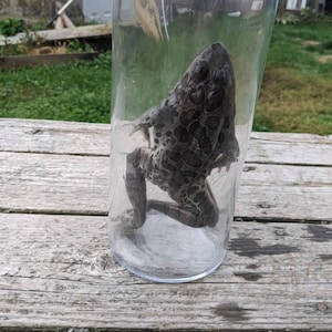 Leopard Frog Wet Specimen