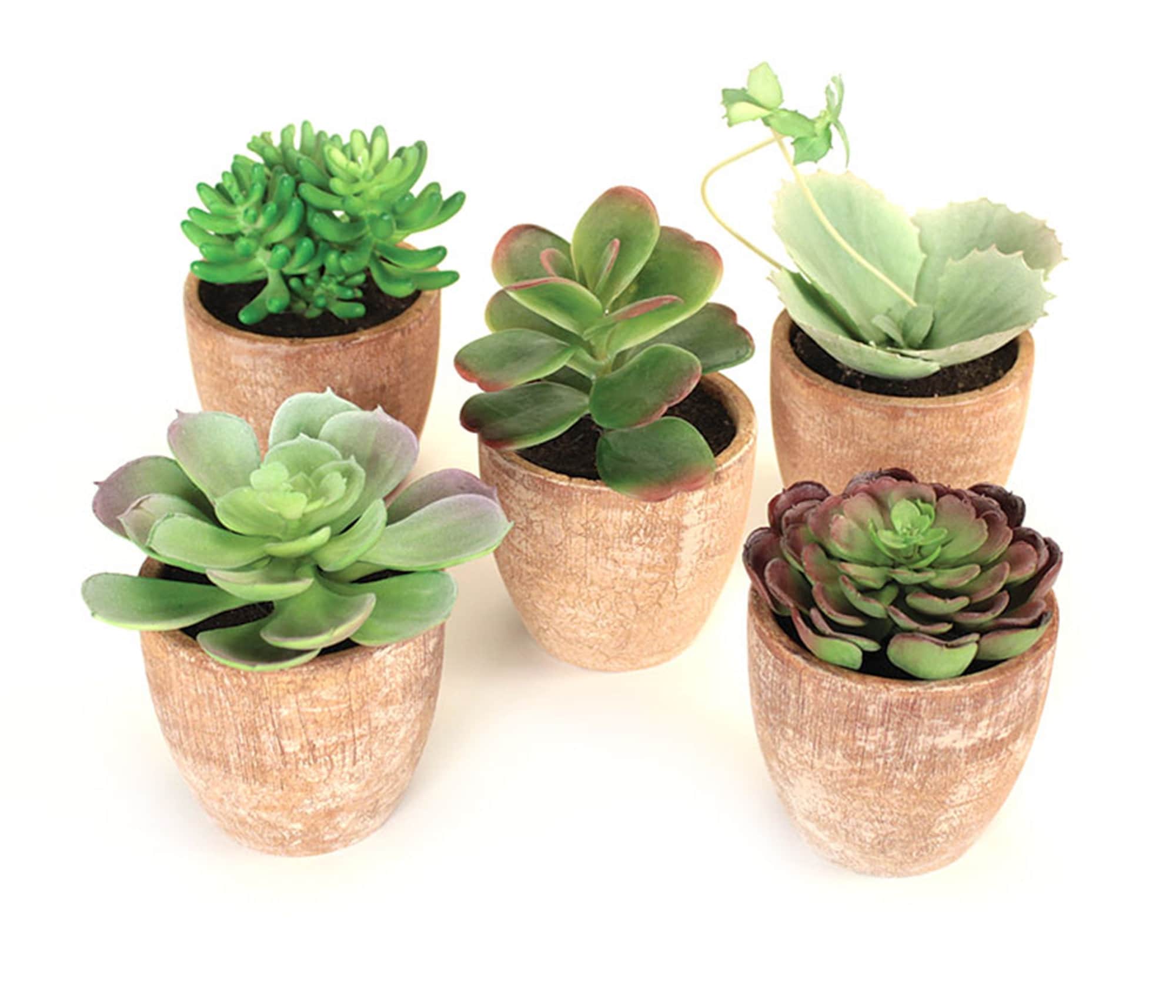 Set of 5 Faux Succulents in Terracotta Planters. Realistic Succulents