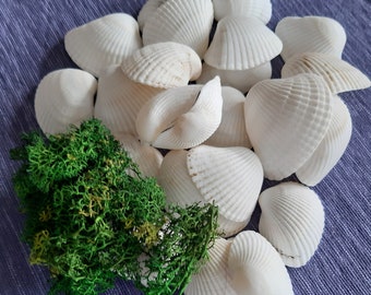 Shells from white mussels. Mussels 25 parts. Black Sea mussels. Natural shells. Beach decor. Sea decor.