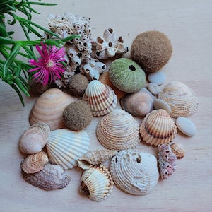 A mix of marine treasures.Conch. Neptune grass. Sea shells. Natural shells. Beach decor. Marine finds.